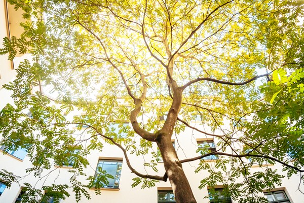 Low angle shot of a tree at the center of a building