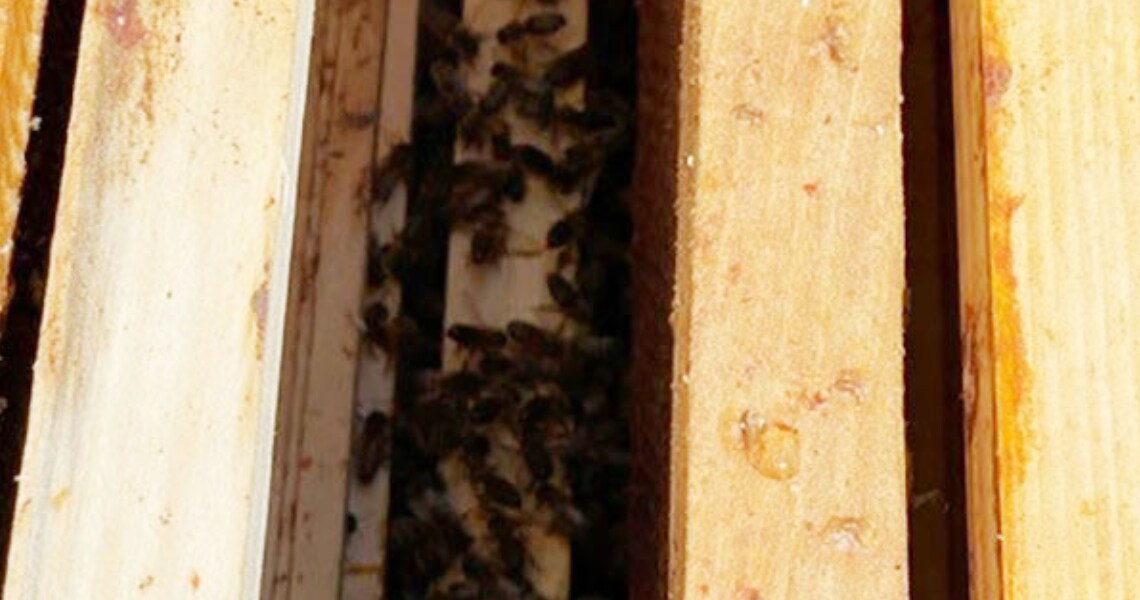 A beehive located on the roof of Johnson Controls’ HQ in Germany