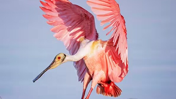 A Roseate Spoonbill in flight