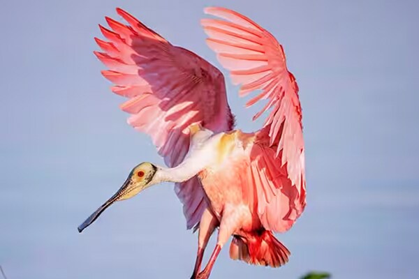A Roseate Spoonbill landing on a branch of a tree