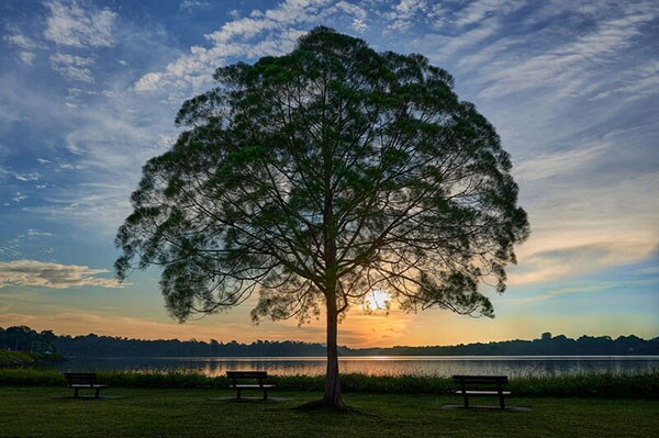 Sun setting on a lake behind a tree